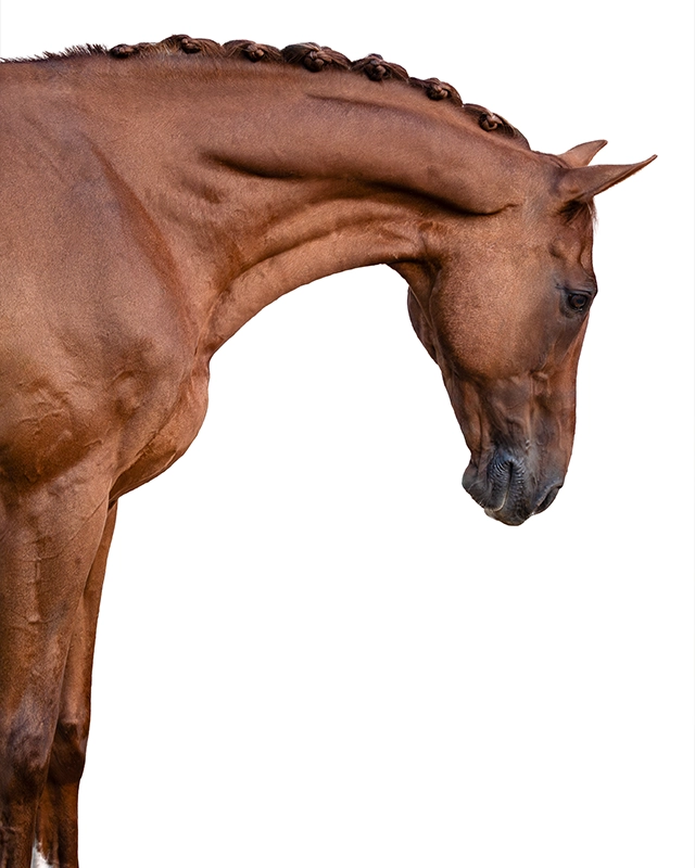 C_white 640x800