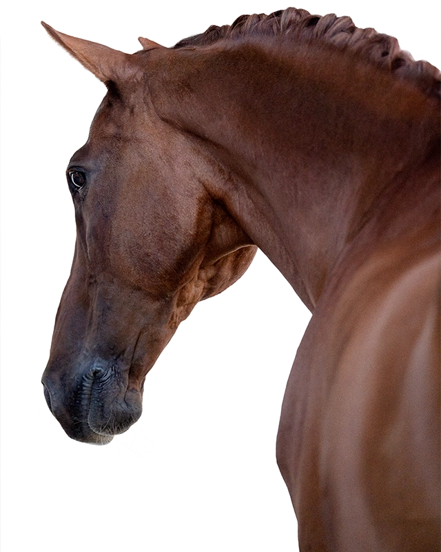 C_white back 640x800