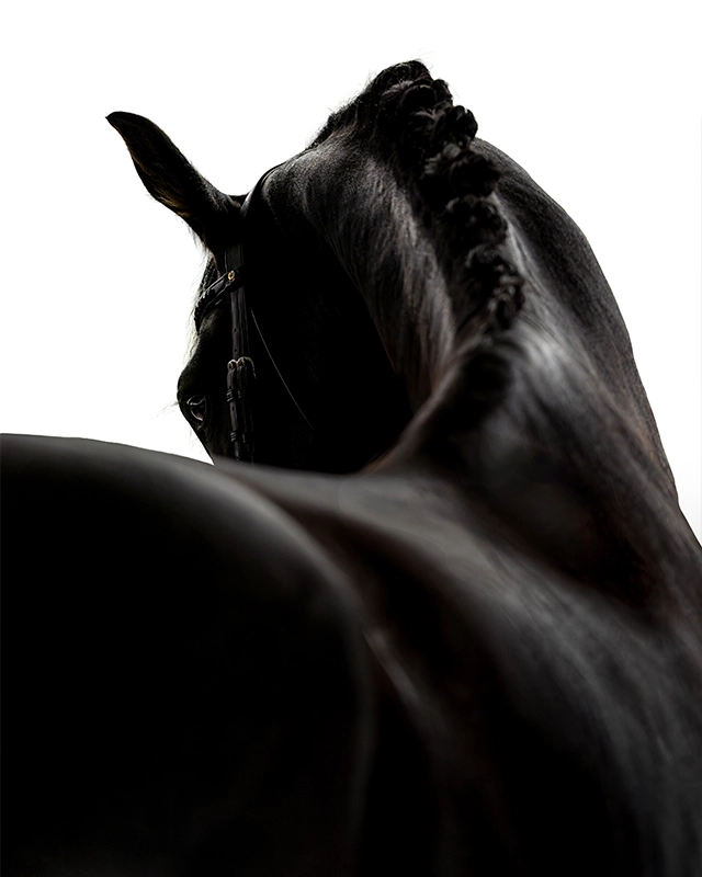 D_white 640x800
