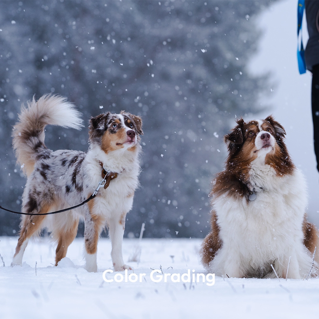 Hund Color grading