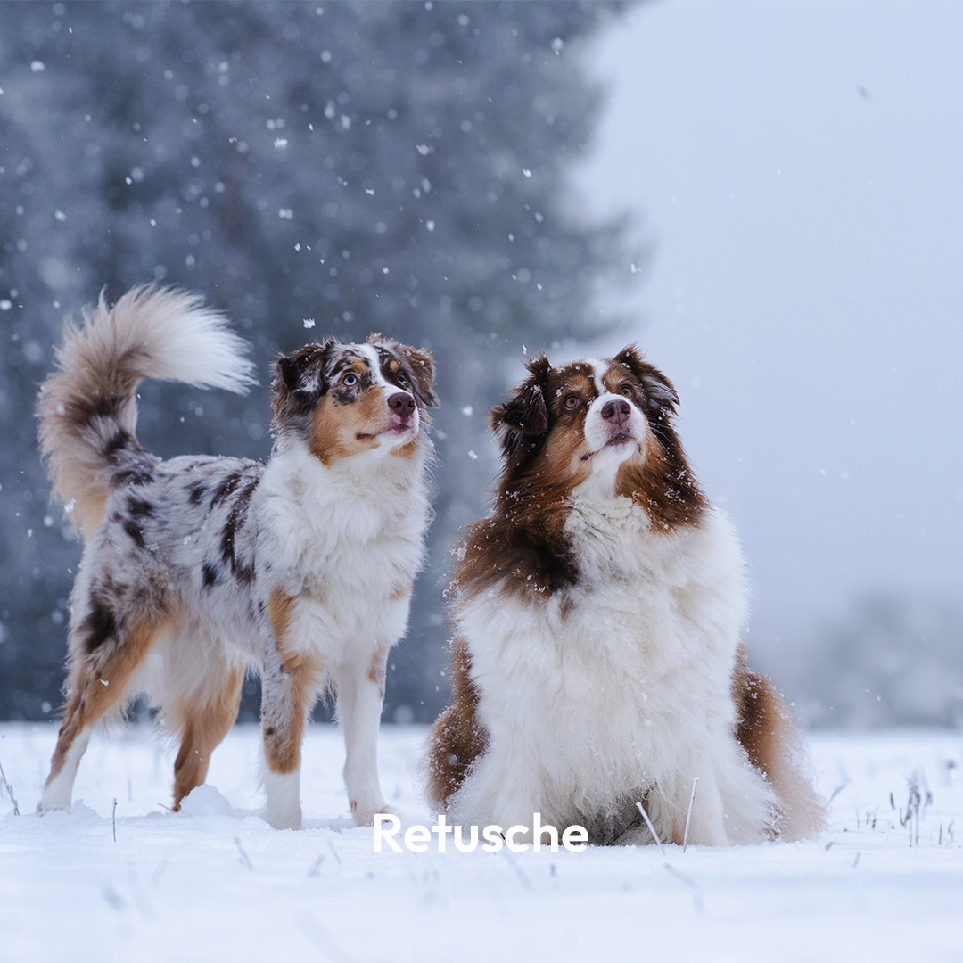 Hund Retusche