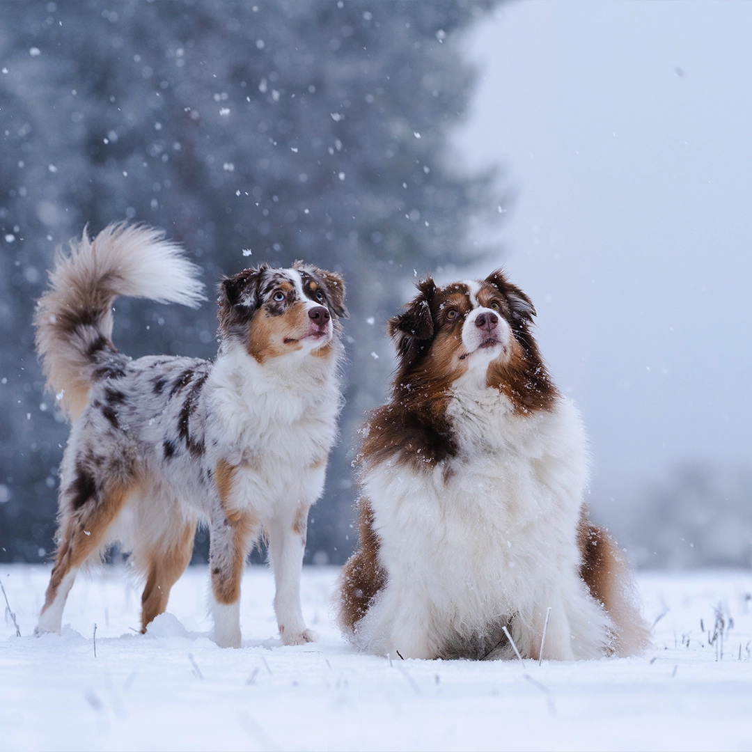 Hund original
