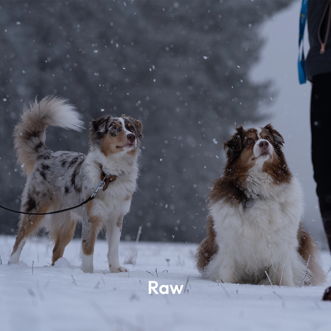 Hund raw