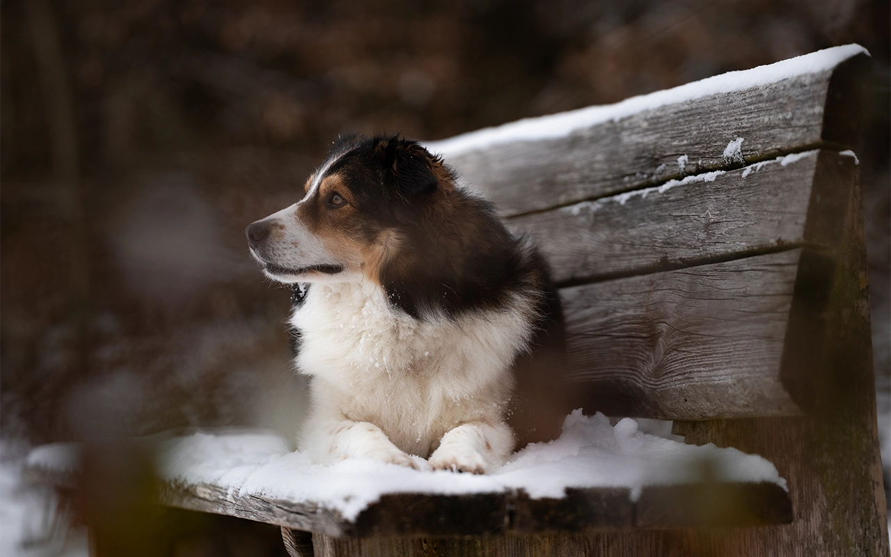 dog bank 1280x800