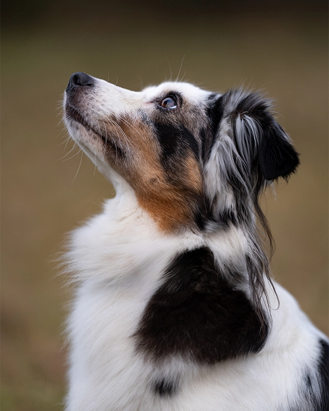 dog closeup 640x800