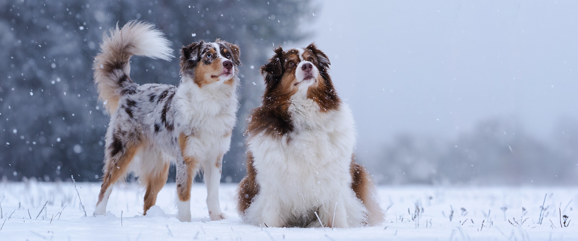 dogs in snow 1920x800