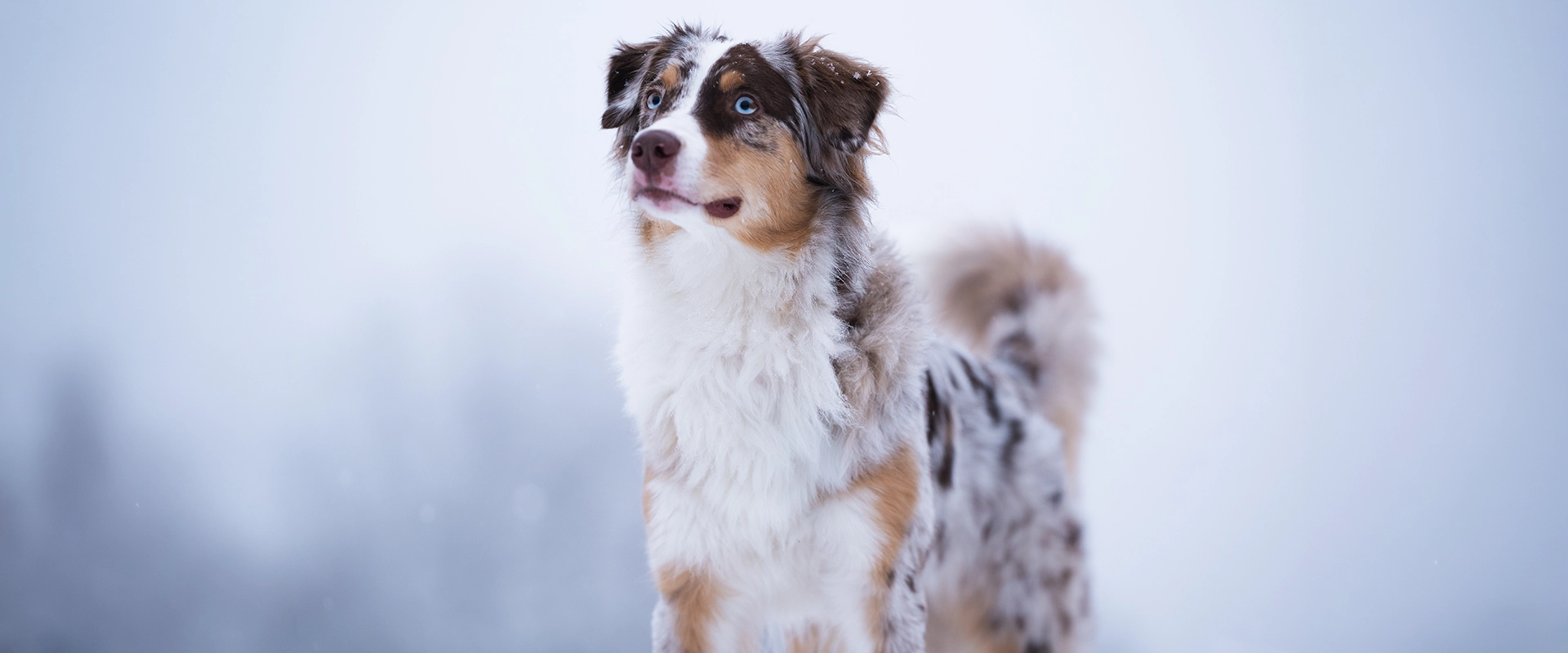 hund 1920x800