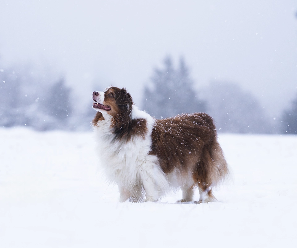 hund schnee